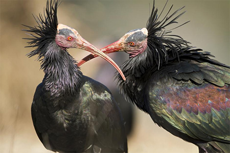 Kaalkopibis